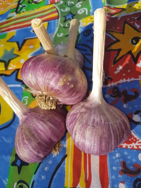Bogatyr Garlic Bulbs. Organically grown seed. Heirloom varieties.