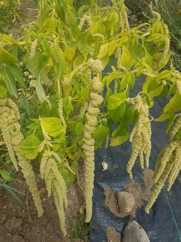 Emerald Tassel Amaranth , A cascade of itty-bitty lime green flowers flows from these beauties like a glorious waterfall.