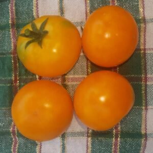 Goldilox Tomato