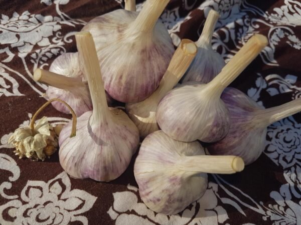 Hot Porcelain Tibet Garlic in a pile with some bulbils
