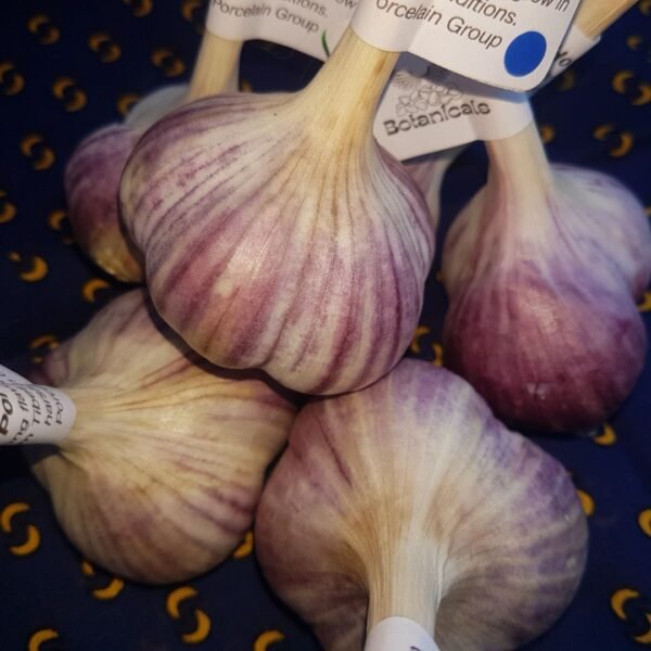 Hot Porcelain Tibet garlic bulbs in a basket. Organically grown by Garden Faerie Botanicals. Heirloom Garlic and Garlic Bulbils, Canada