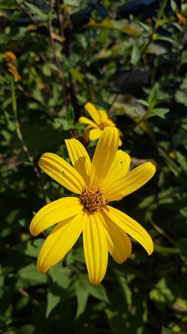 Yellow Jerusalem Artichoke flower, almost like a sunflower