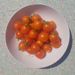 A tasty bowl of Pendulina Cherry Tomatoes
