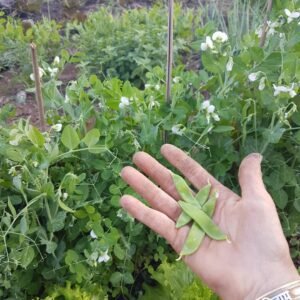 3 Suage Peas in a hand with pea bushes in the background