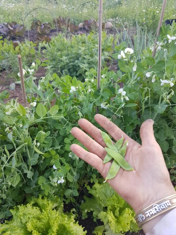 3 Suage Peas in a hand with pea bushes in the background