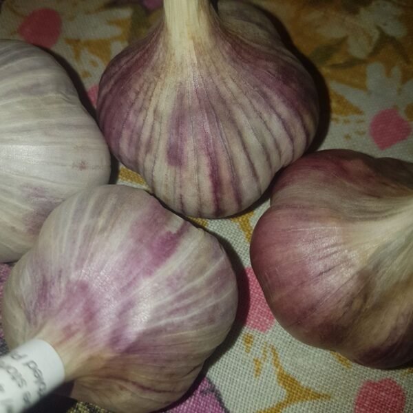 4 bulbs of Siberian Garlic. Organically grown by Garden Faerie Botanicals in British Columbia, Canada.