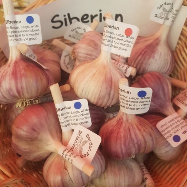 Siberian Garlic in a basket after the Grindrod Garlic Festival. Organically Grown by Garden Faerie Botanicals. Heirloom Garlic, Canada