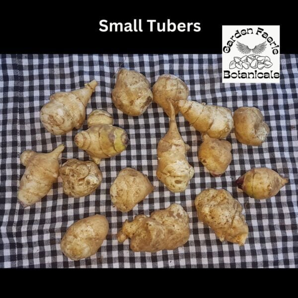 Small Corlis Bolton Haynes Jerusalem Artichokes. Organically Grown by Garden Faerie Botanicals. Canada