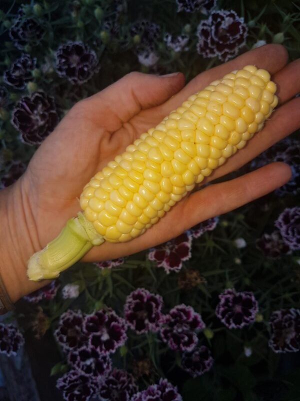 Yukon Indian Chief Heirloom Sweet Corn in the palm of Garden Faerie's hand.