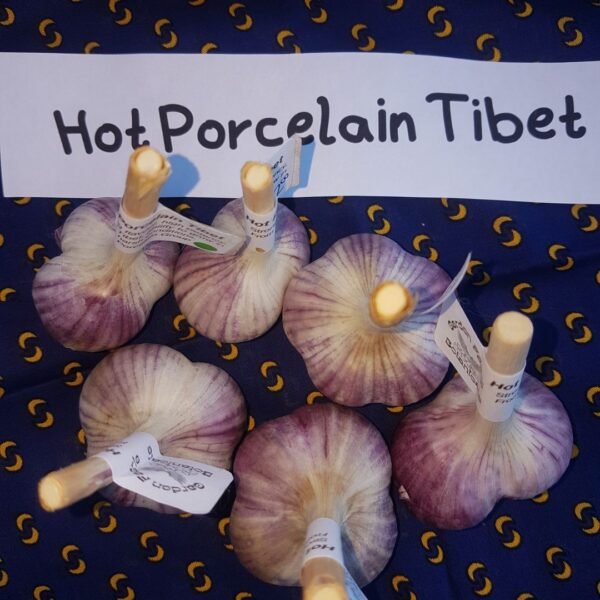 6 rare Hot Porcelain Tibet garlic bulbs are beside a sign with their name on it. They have been organically grown by Garden Faerie Botanicals in British Columbia, Canada