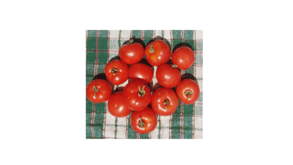 Red Russian Saskatchewan Tomatoes