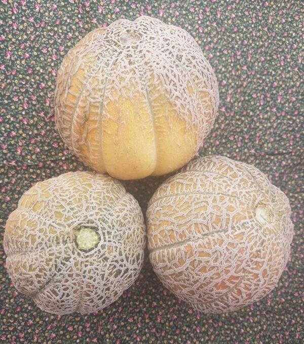 Early Hanover melons. So sweet and juicy