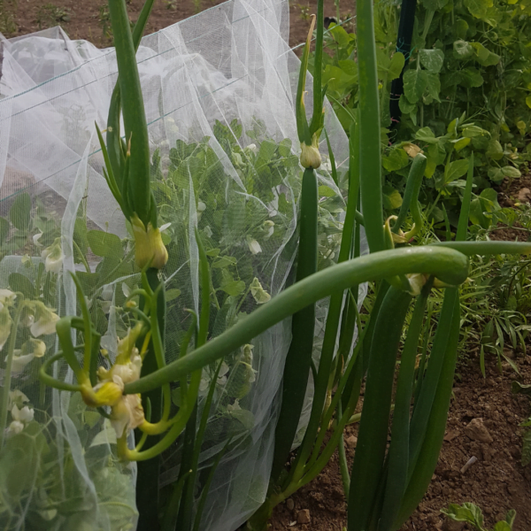 As the Egyptian Walking Onions grow they will form topset bulbs which will fall over and start to walk. Perennial Plants for a permaculture garden. Garden Faerie Botanicals. Canada