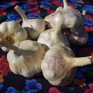 Italian Softneck Garlic