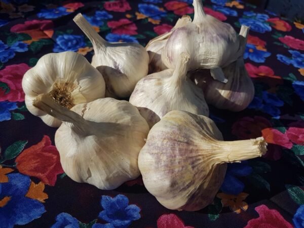 Italian Softneck Garlic