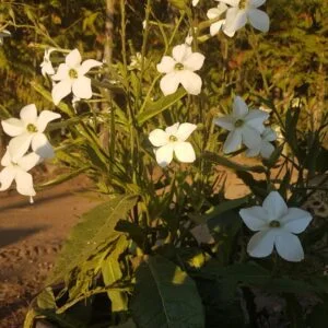 Jasmine Tabacco Beautiful white flowers