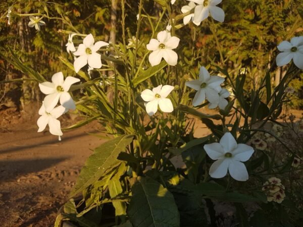 Jasmine Tabacco Beautiful white flowers