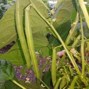 Labrador Bean Seeds. Rare Heirloom Bush Beans grown by Garden Faerie Botanicals. An amazing green bean for fresh or cooked eating.. Garden Faerie Botanicals