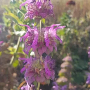 Beautiful Purple Flowers on a lemon bee balm plant.