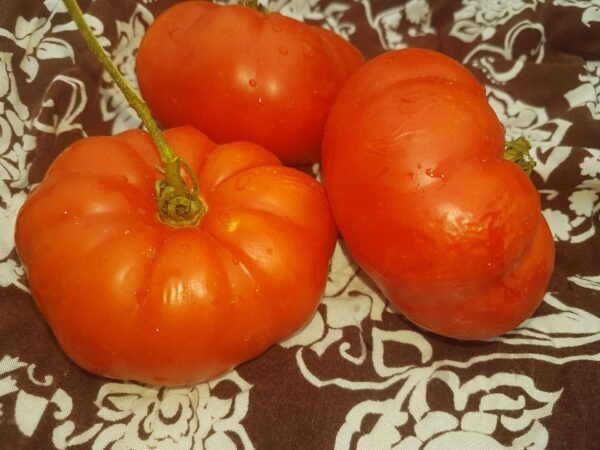 Tomato Seeds, Heirloom French Variety, Marmande