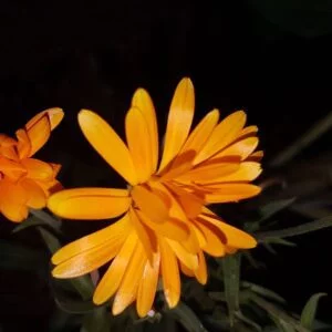 Orange Calendula