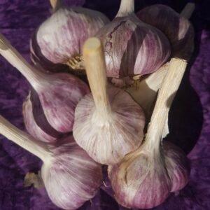 Oregon garlic