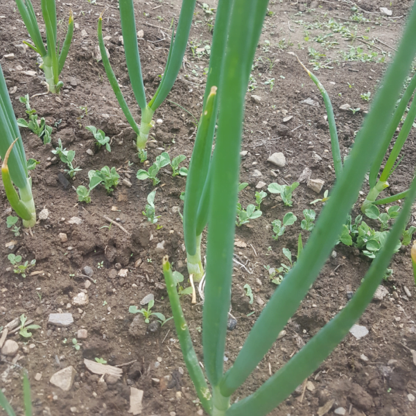 Egyptian Walking onions as seen in early May. The first green onions of the season will grow large fast. Organically grown by Garden Faerie Botanicals. Canada