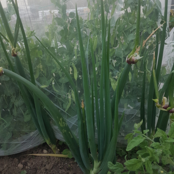 Tall green onions growing in early Spring. Organically grown by Garden Faerie Botanicals. Heirloom Bulbs, Canada