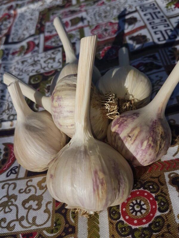 Persian Star Garlic. Heirloom bulbs at a great price, organically grown.