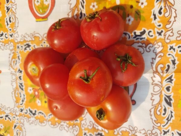Puck Tomatoes, Rare Heirlooms from Garden Faerie Botanicals Seed Company. Early and ready in 55 days.