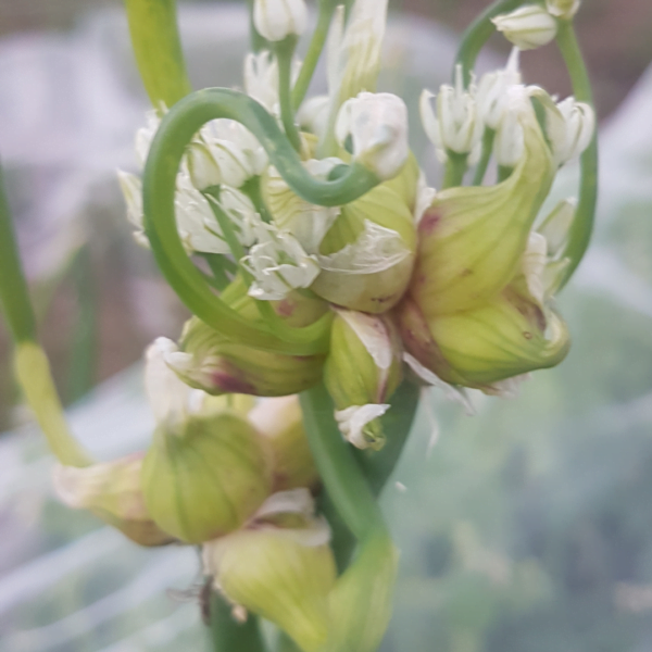 The small bulbils of Egyptian Walking Onions are shown growing organically in the garden of Garden Faerie Botanicals. Perennial green onions forever! British Columbia, Canada.