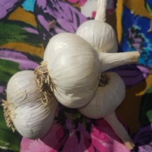 Yugoslavian Garlic