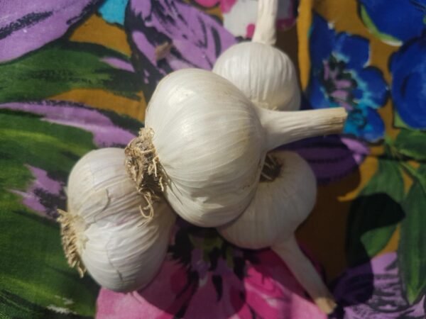 Yugoslavian Garlic