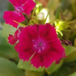 Sweet William Flower. Lovely multi-shade purple-pink flowers