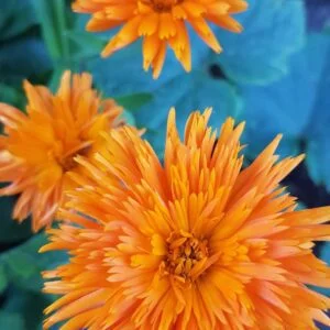 The Cutest Calendula in the world! Very special.