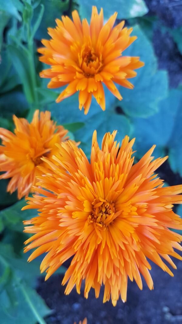 The Cutest Calendula in the world! Very special.
