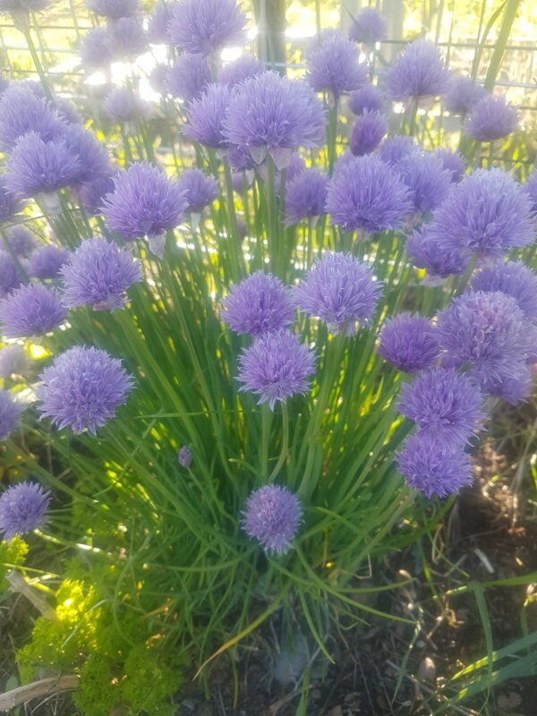 Organically grown common chives that are flowering with their purple flowers. Garden Faerie Botanicals. Heirloom Seeds, Garlic Bulbs, Canada’s Largest Selection of Jerusalem Artichokes.