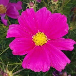 Cosmos Flower.