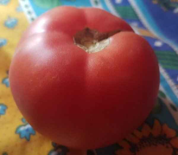 Dwarf Champion Heirloom Tomato. Extremely rare.
