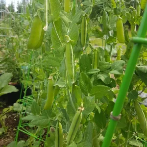 Heirloom Pea seeds called Alaska. Offered by Garden Faerie Botanicals. A nice early green pea that is frost-hardy. Beautiful peas grow on supported vines.