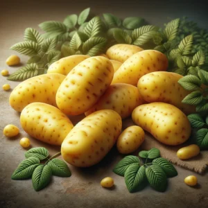 Garden Faerie Botanicals. Seiglinde Potato Tubers for sale. several oblong, slightly-flattened tubers with clear yellow skin and yellow flesh,