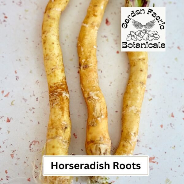 Organically Grown Heritage Horseradish Roots. Garden Faerie Botanicals.