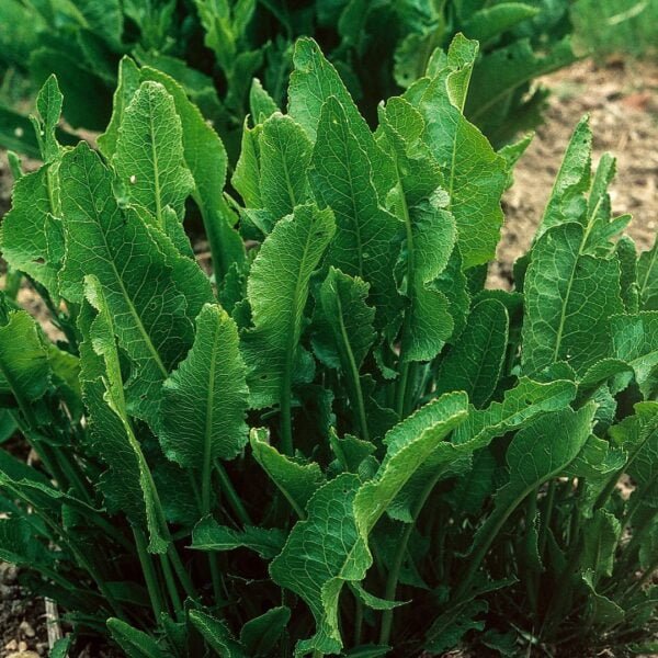 Organically Grown Heritage Horseradish from Rootstock that was found on an Albertan Homestead in the late 1800's. Garden Faerie Botanicals. heirloom seeds, canada