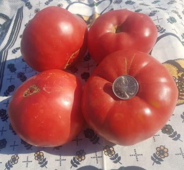 Pink Ponderosa Heirloom Tomato, The best tomato for covering an entire piece of bread!