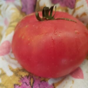 Pink Caspian Rare Endangered Heirloom Tomatoes. The Best Vegetable Seeds at Garden Faerie Botanicals