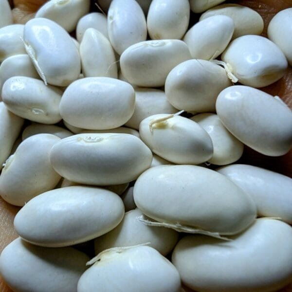 A pile of white beans. Record Bush Bean. Organically grown by Garden Faerie Botanicals. Heritage Seeds, canada