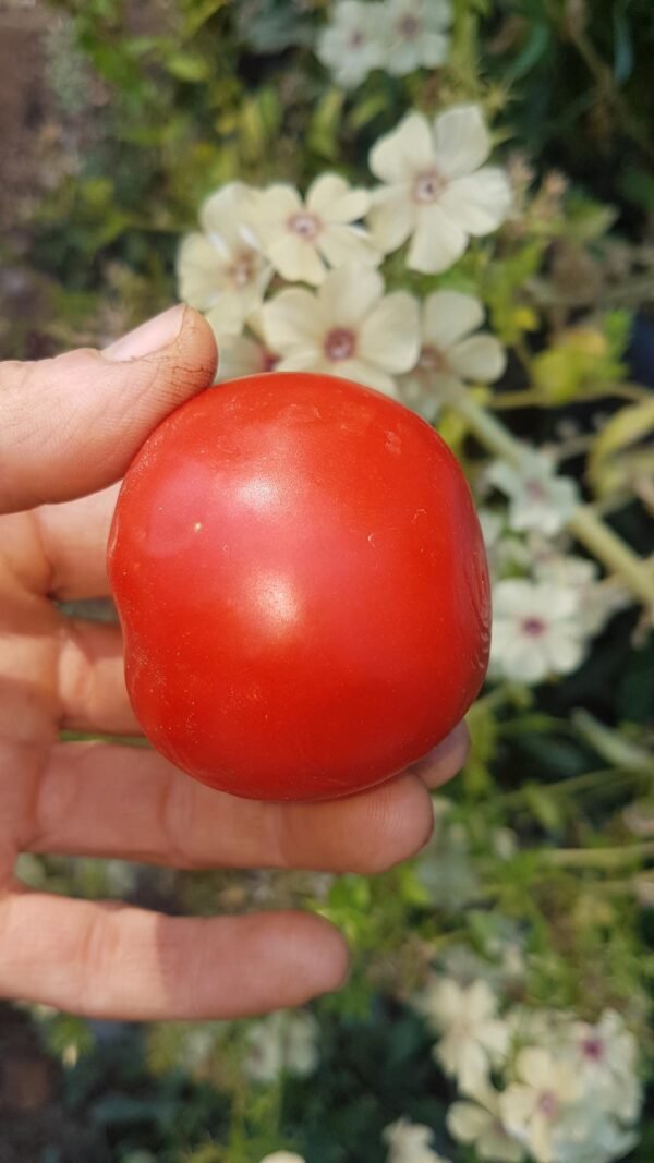 Siberian Tomato