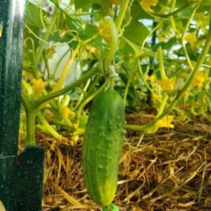 Northern gardeners, meet your match! Morden Early cucumbers thrive in cooler climates, delivering crunchy freshness in no time. Garden Faerie Botanicals.