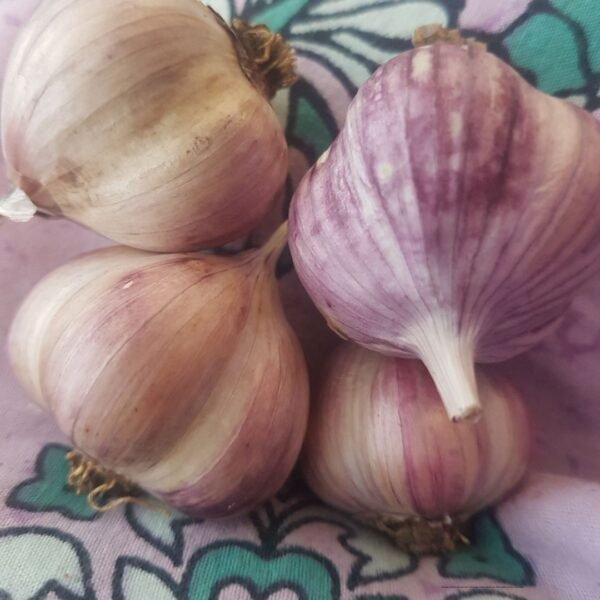 China Rose Garlic Bulbs. Organically Grown by Garden Faerie Botanicals. Heirloom Garlic bulbs at affordable prices. Canada