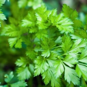 Flat Leaf Parsley Seeds are grown by Garden Faerie Botanicals. The perfect herb for all you culinary needs.